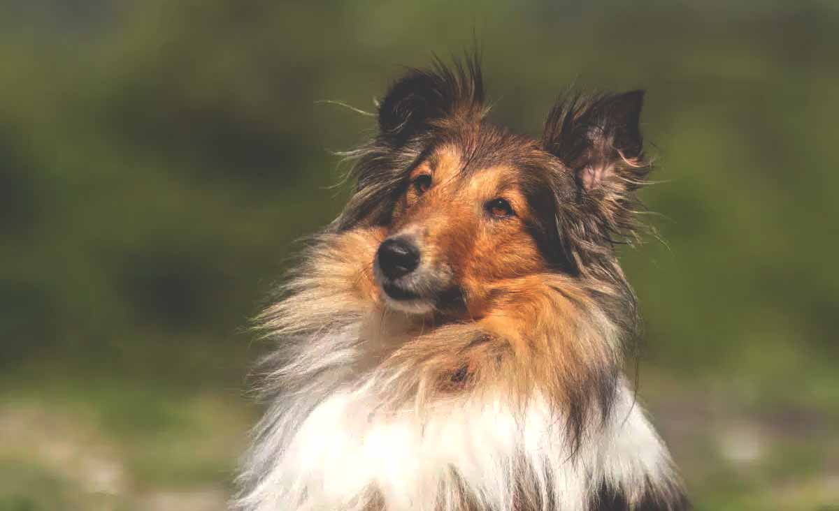 Quelles sont les 12 races de chiens les plus intelligentes, avec le QI le plus étonnant 